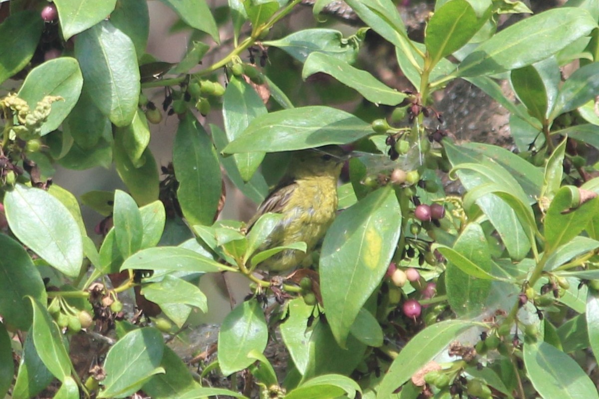 Orange-crowned Warbler - ML621547879