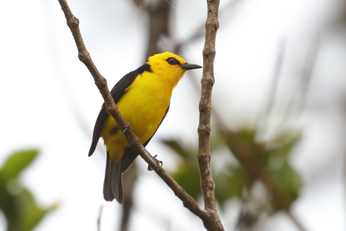 Black-and-yellow Tanager - ML621547888