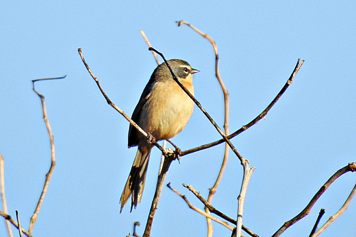 Long-tailed Reed Finch - ML621547900