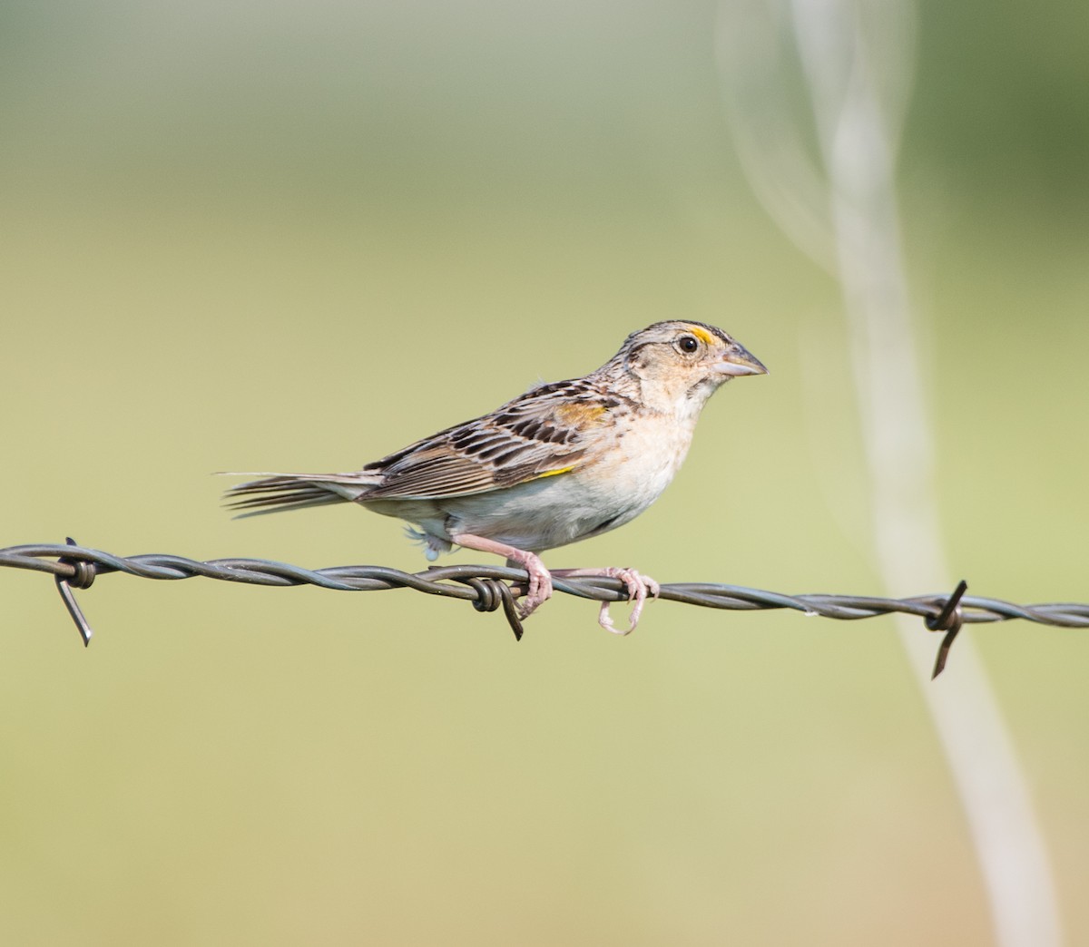Grasshopper Sparrow - ML621547901