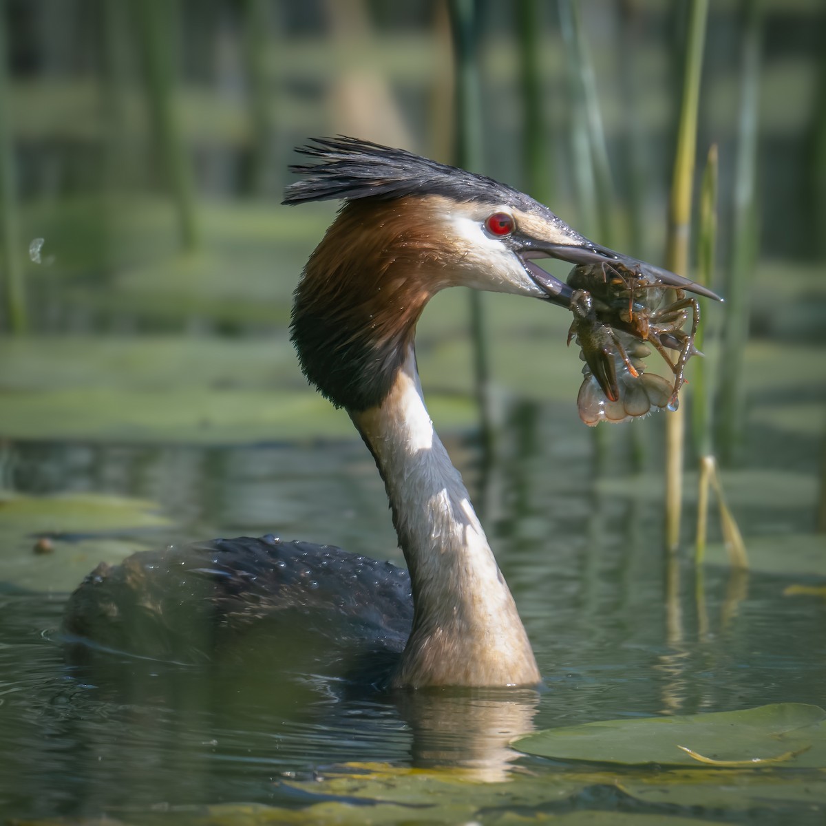 Great Crested Grebe - ML621547907