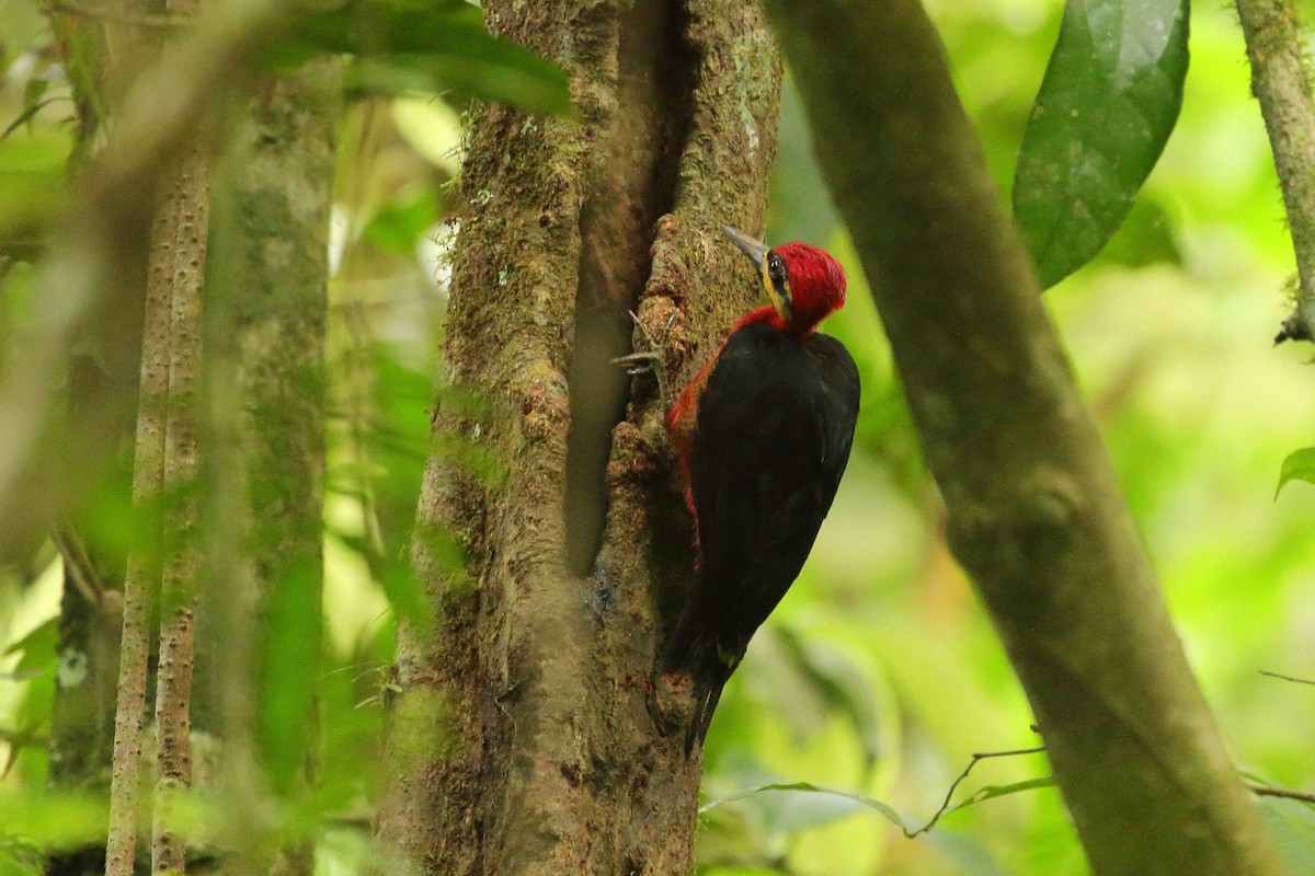 Crimson-bellied Woodpecker (Splendid) - ML621547911