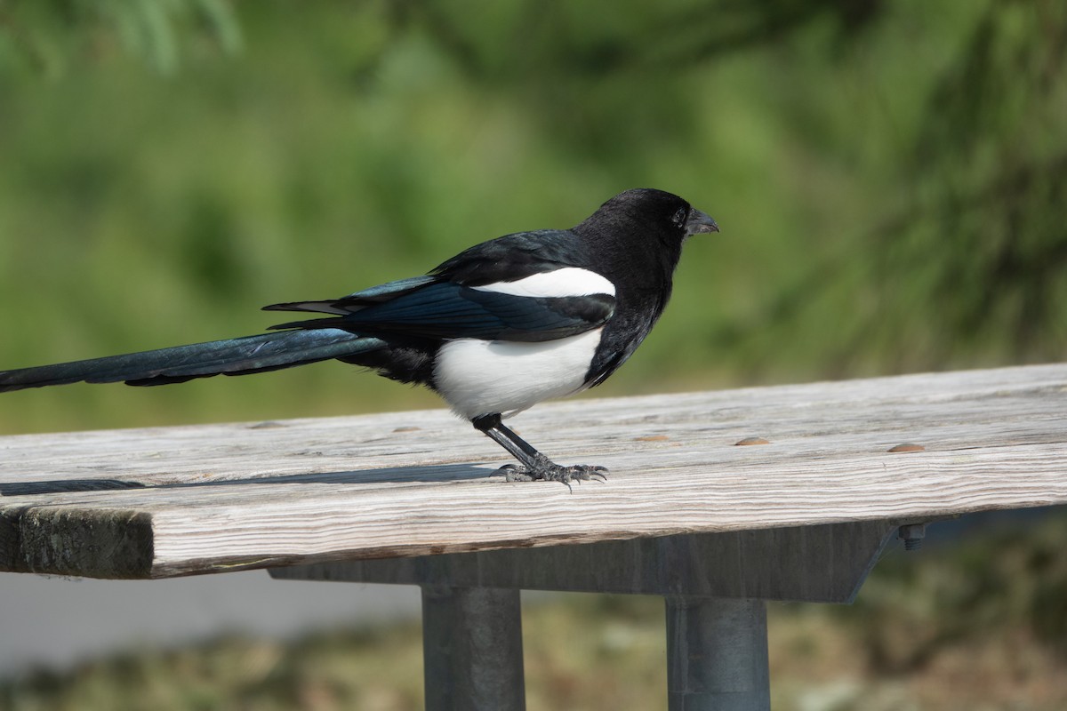 Black-billed Magpie - ML621547923