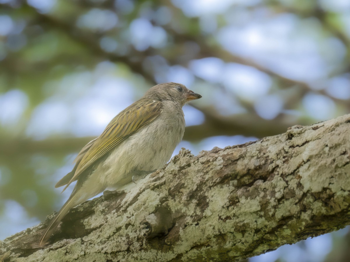 Lesser Honeyguide - William Richards