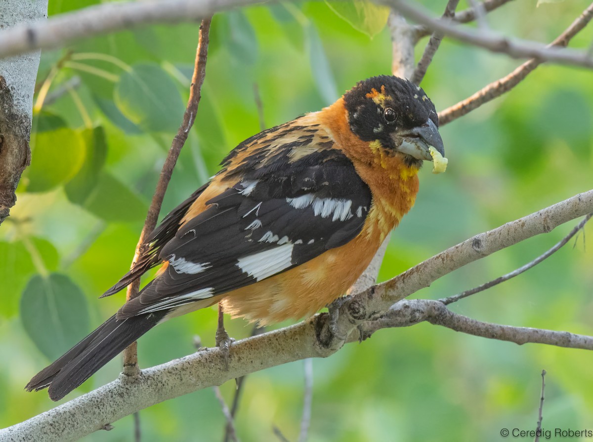 Black-headed Grosbeak - Ceredig  Roberts