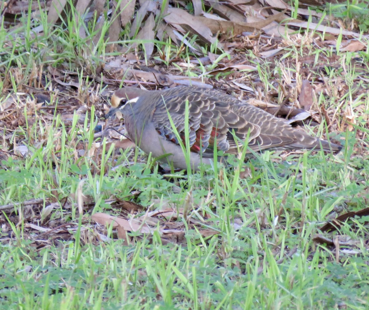 Common Bronzewing - ML621548026