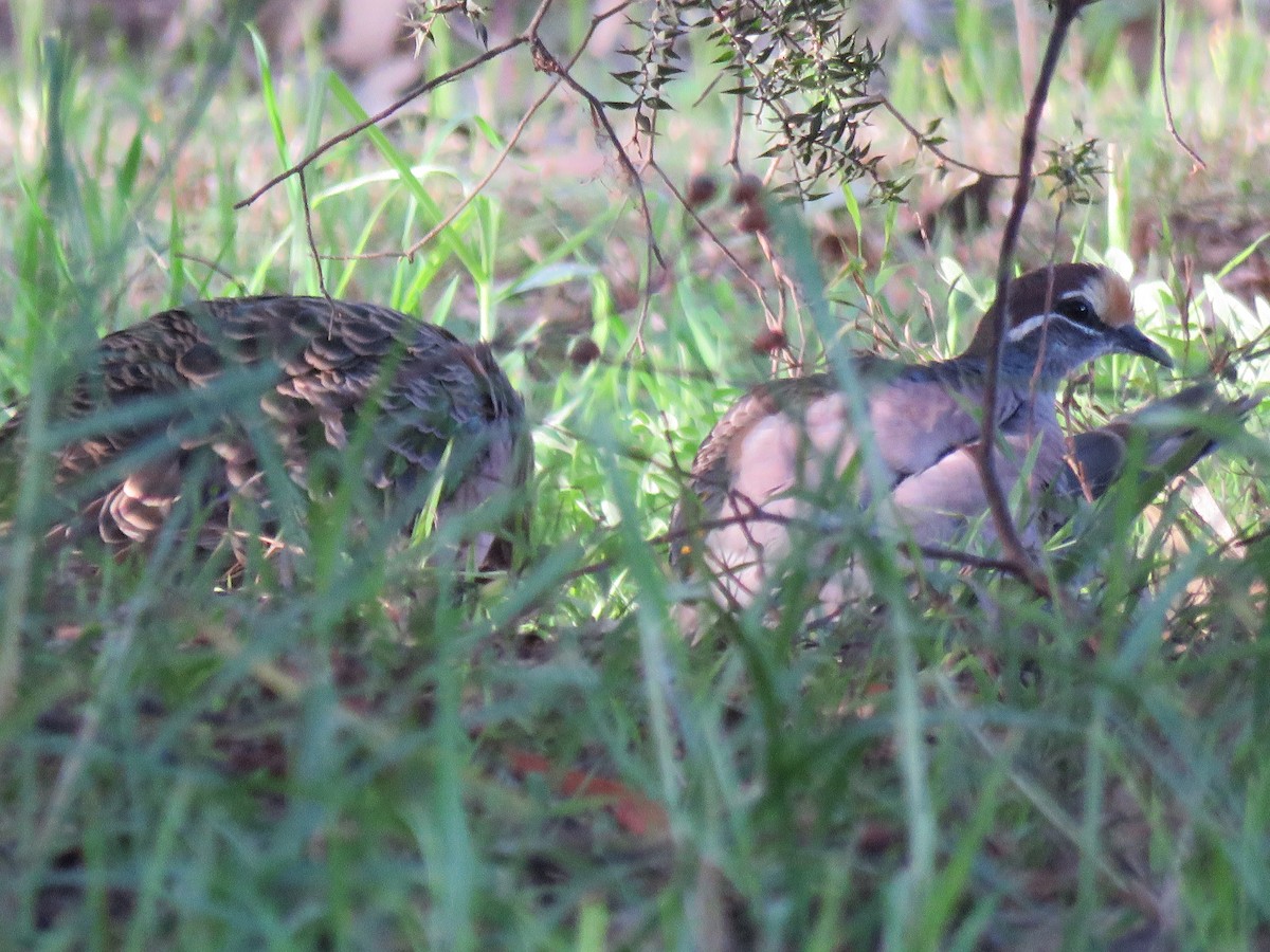 Common Bronzewing - ML621548029