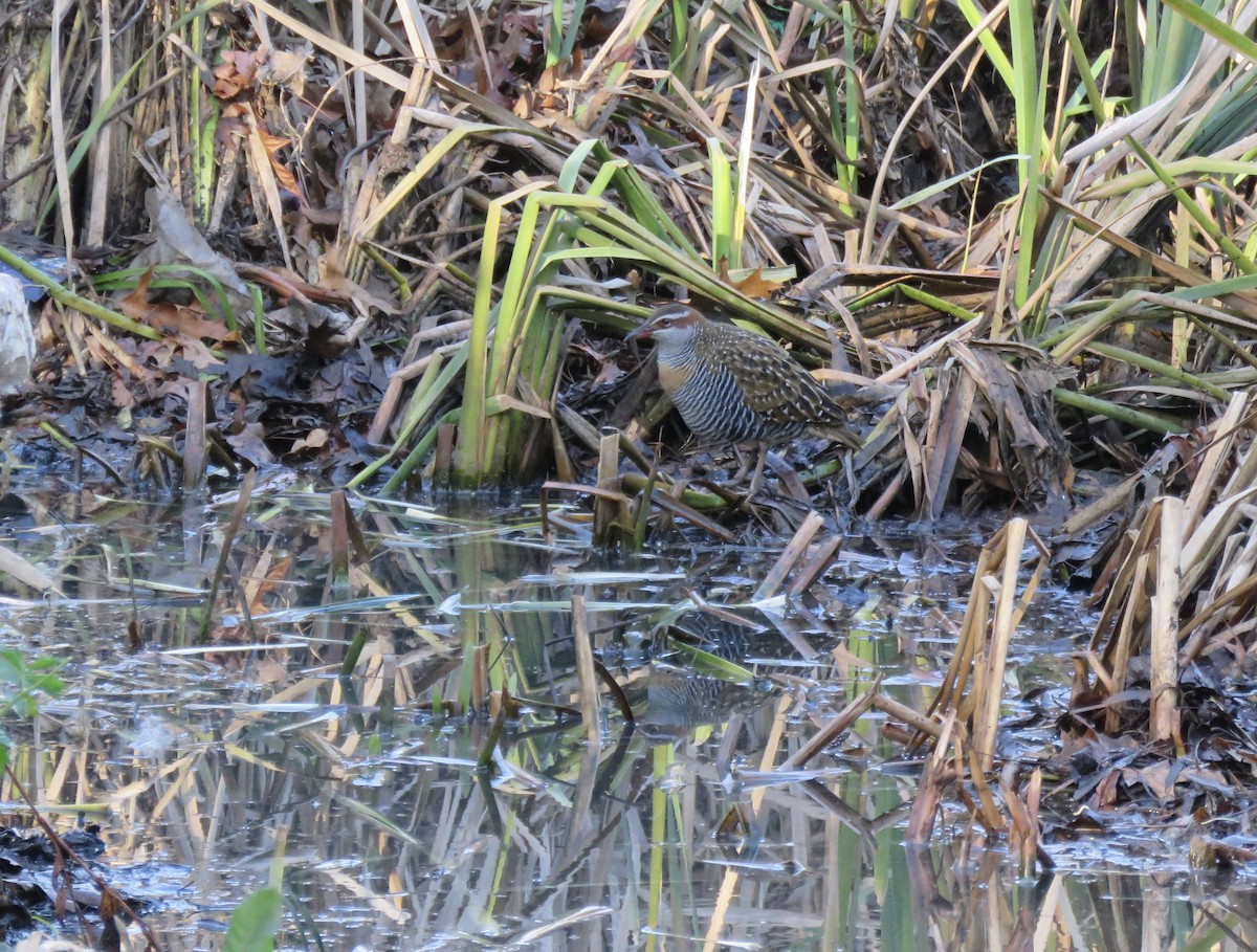 Buff-banded Rail - ML621548075