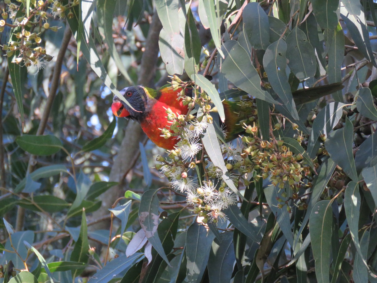 Rainbow Lorikeet - ML621548082