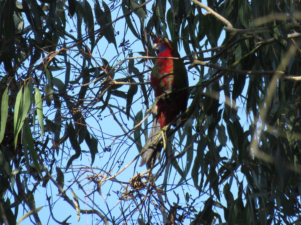 Crimson Rosella - Chris Welsh