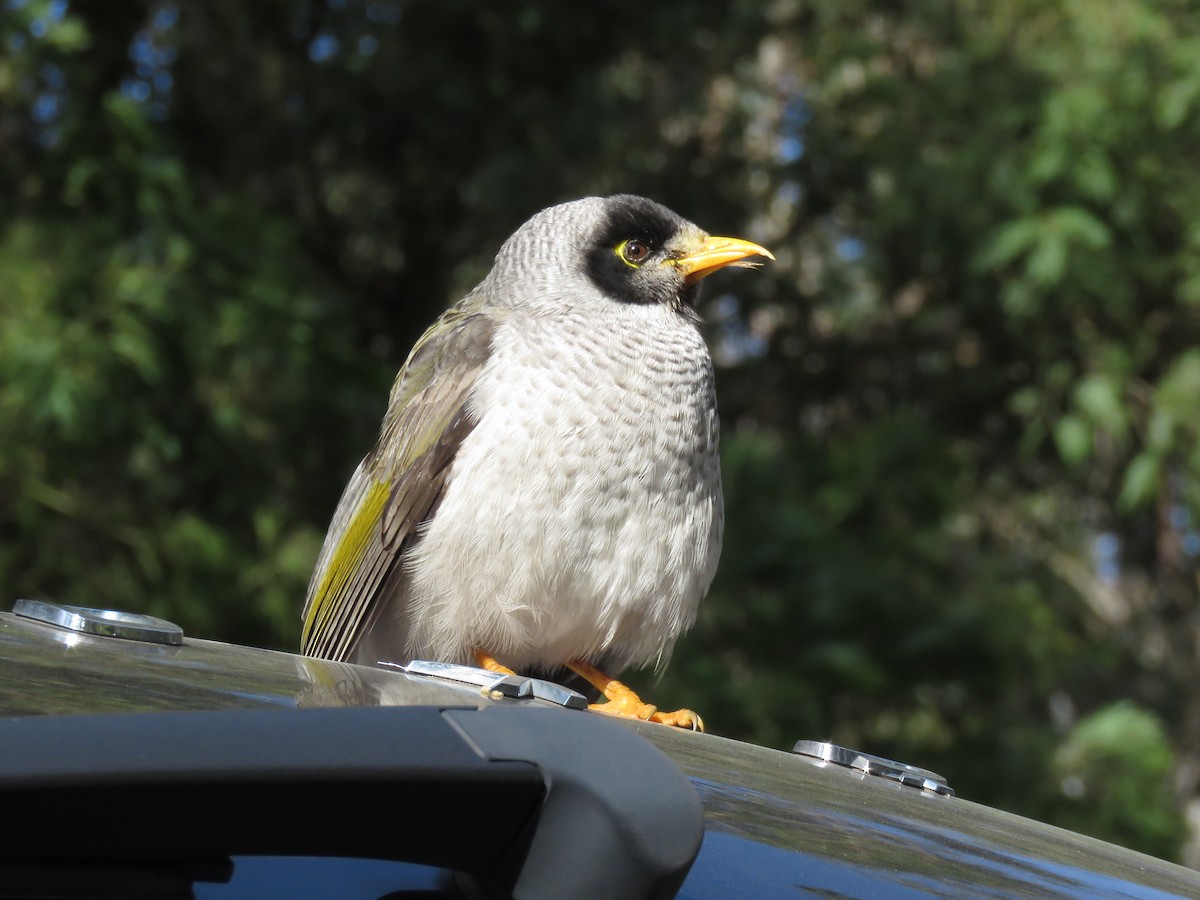 Weißstirn-Schwatzvogel - ML621548099