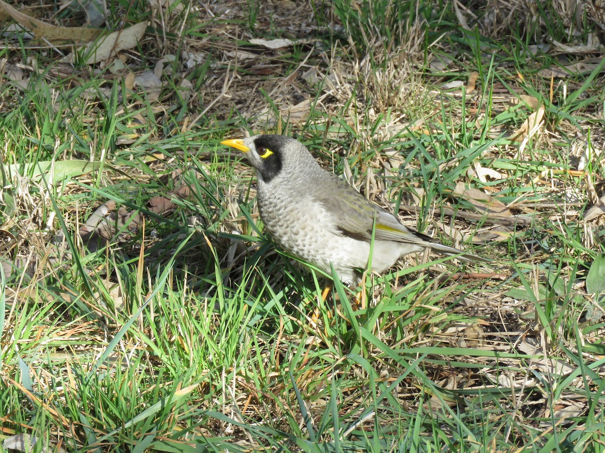 Noisy Miner - ML621548100