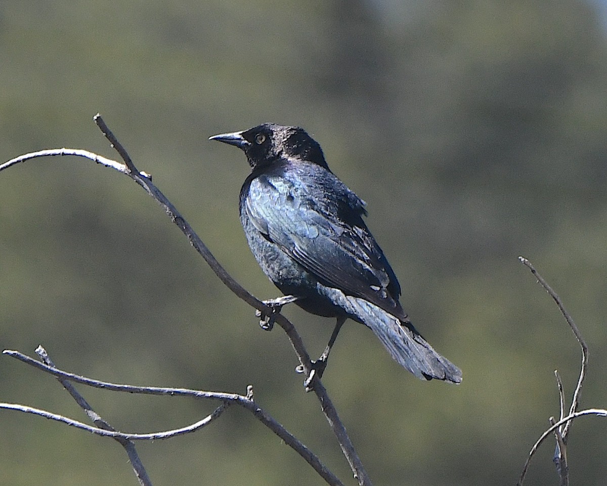 Brewer's Blackbird - ML621548113