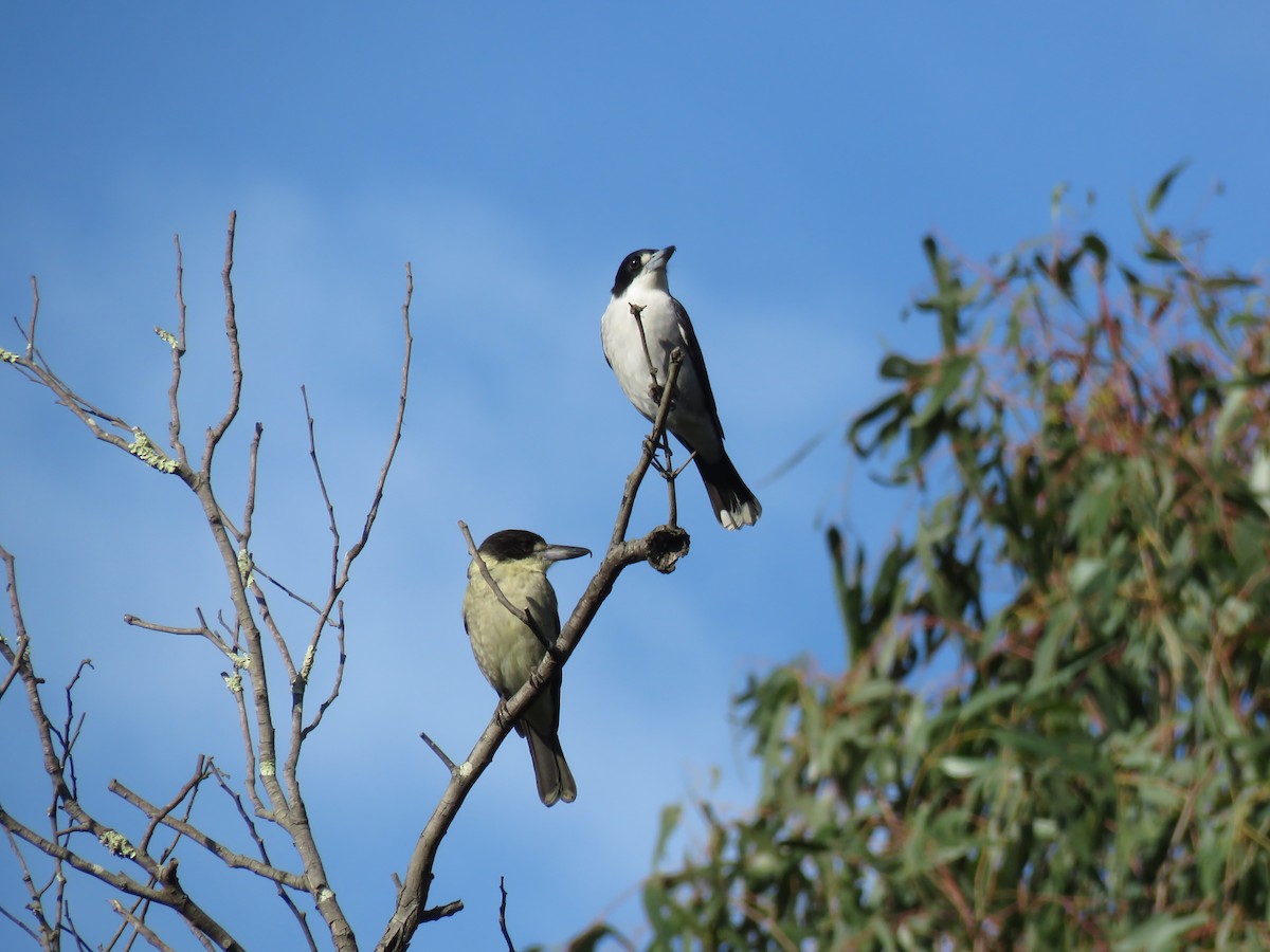 Gray Butcherbird - ML621548116