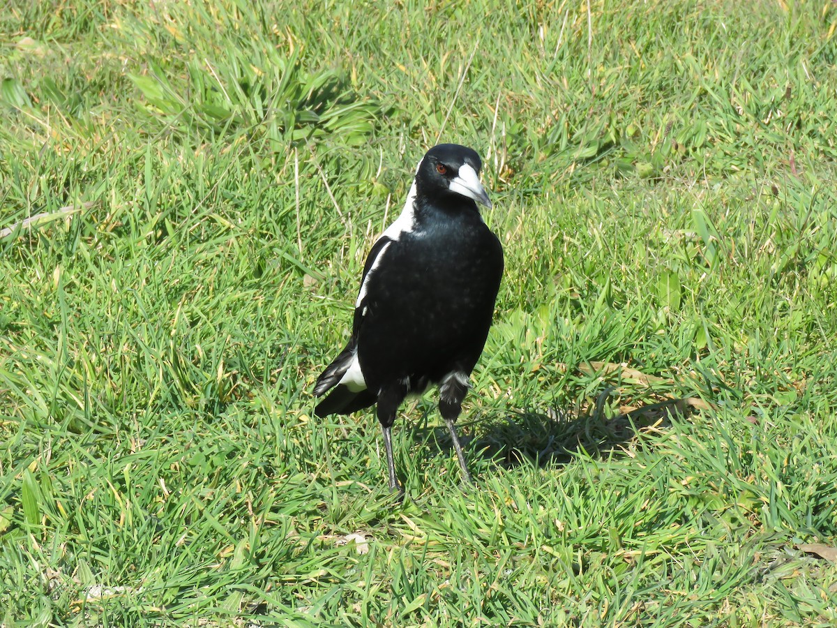 Australian Magpie - ML621548120