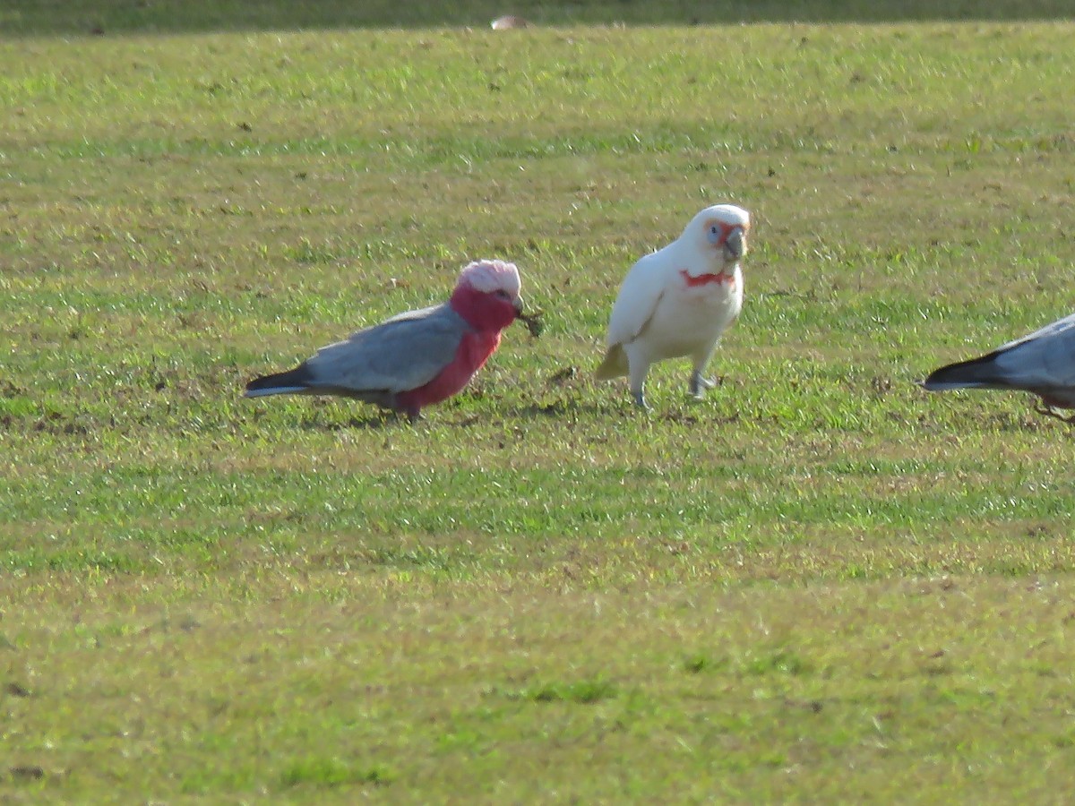 Long-billed Corella - ML621548127