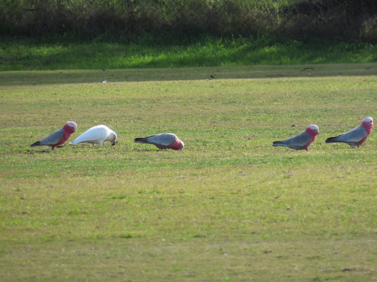 Cacatúa Galah - ML621548130