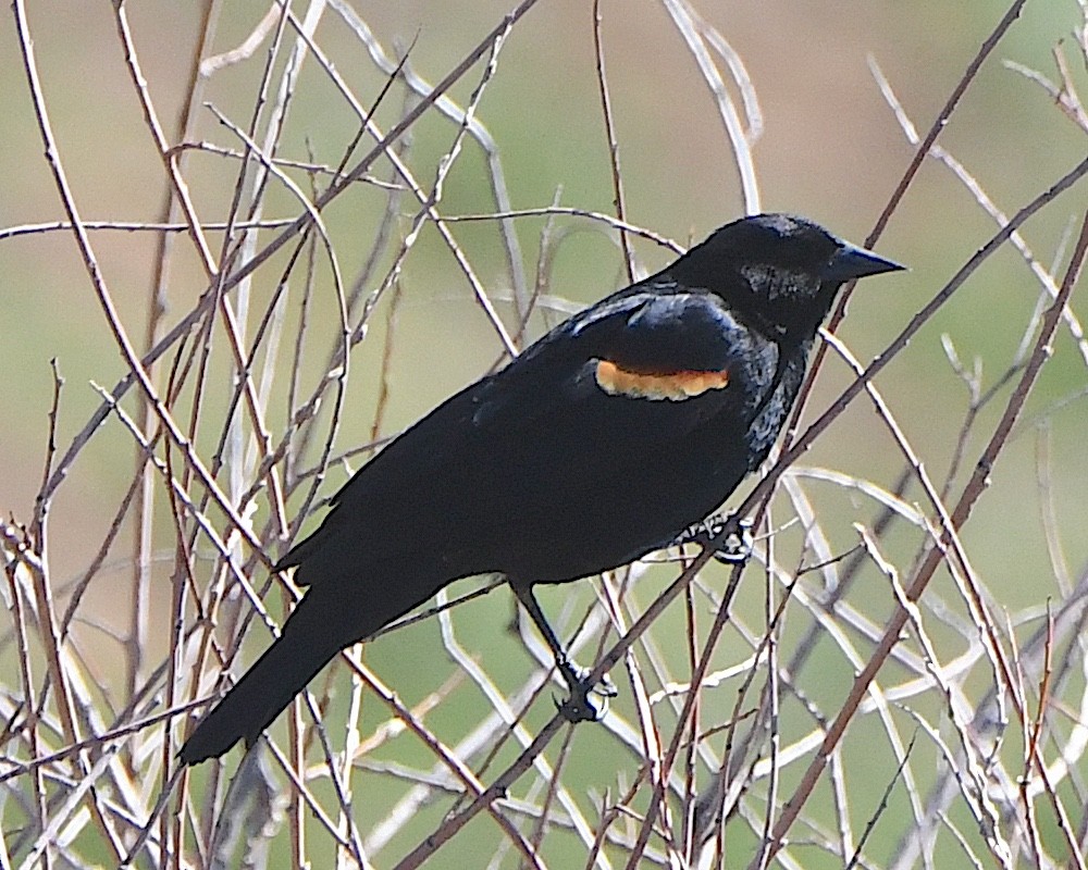 Red-winged Blackbird - ML621548139