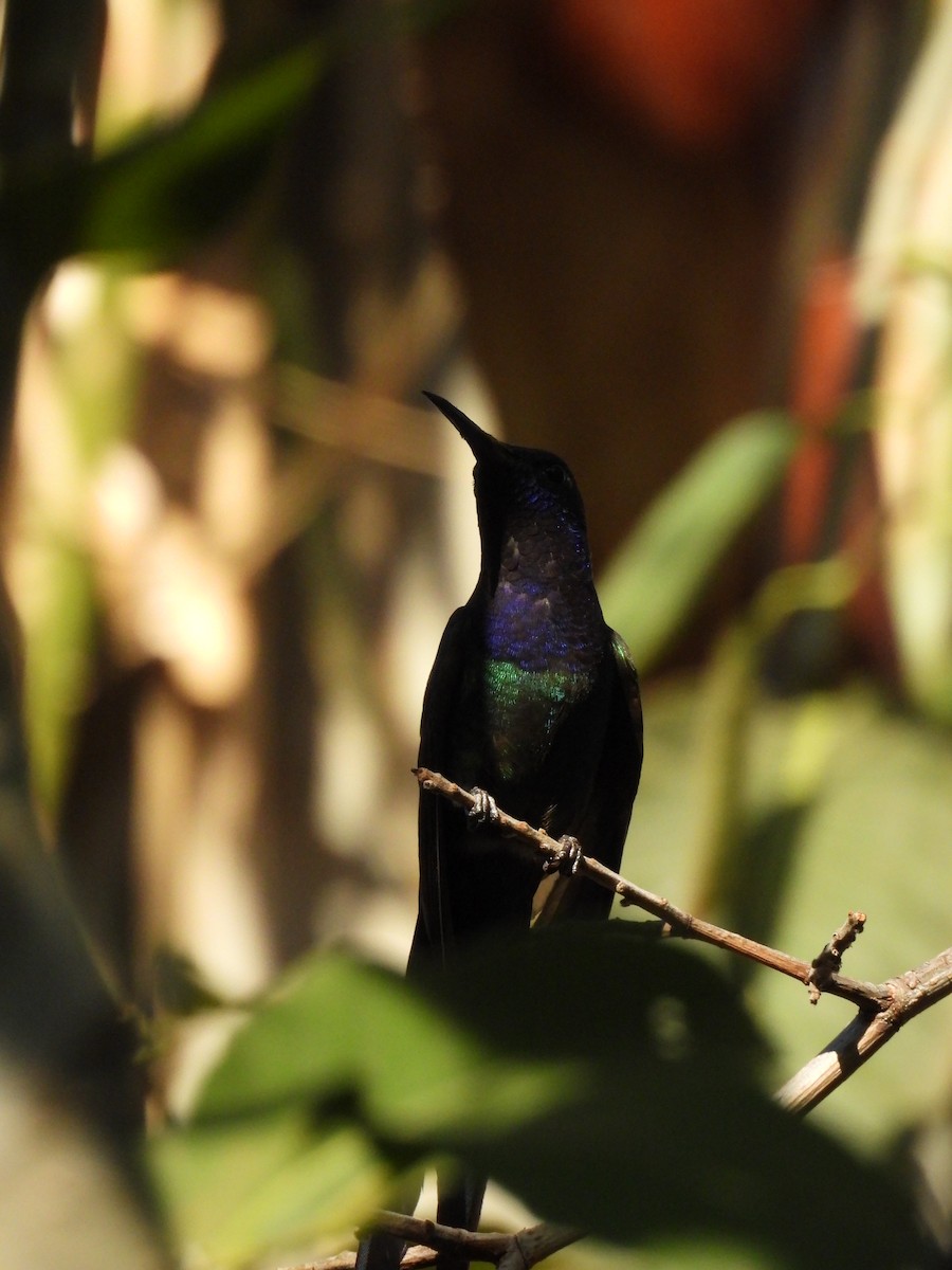 Swallow-tailed Hummingbird - ML621548191