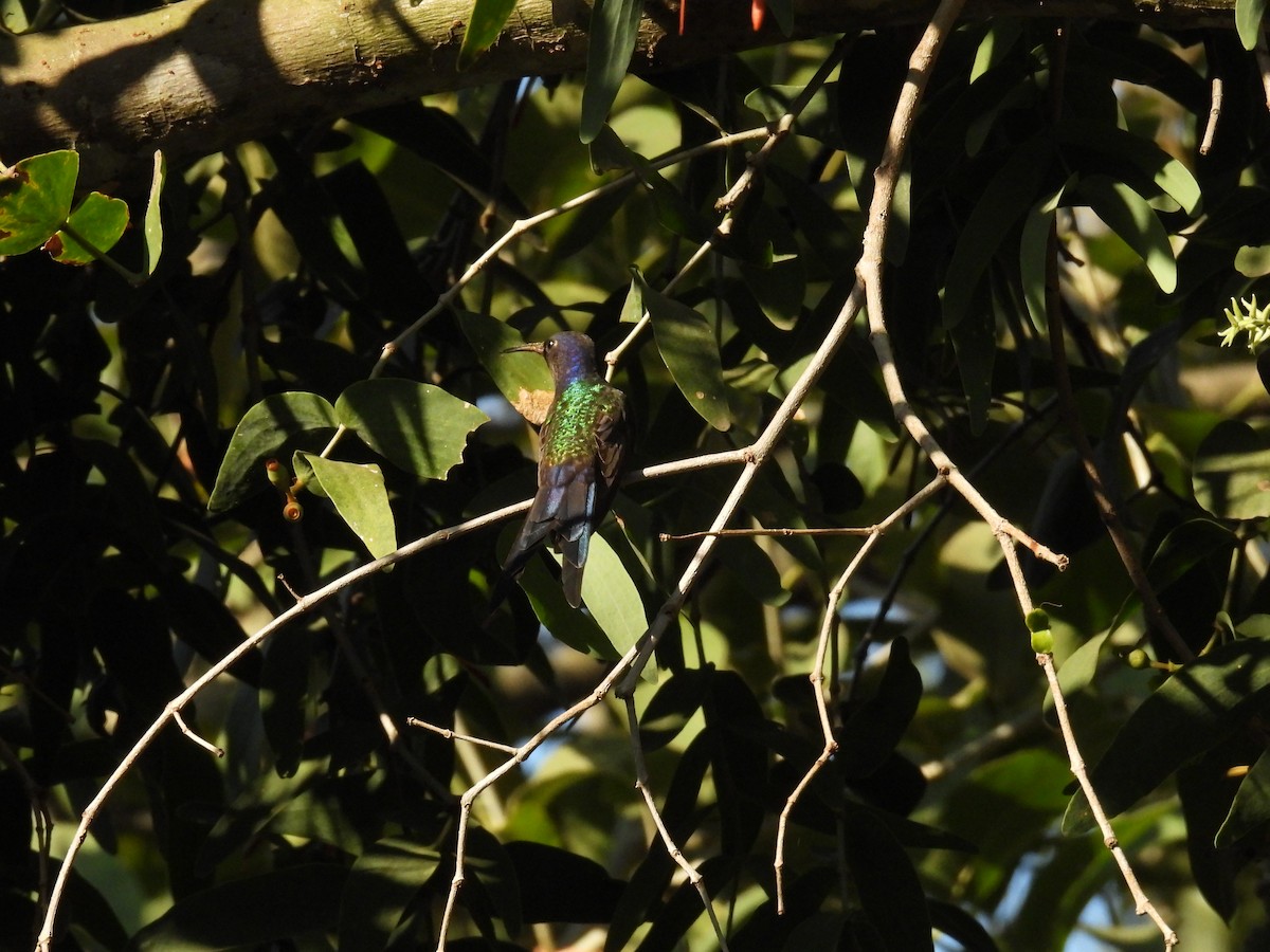 Swallow-tailed Hummingbird - ML621548197