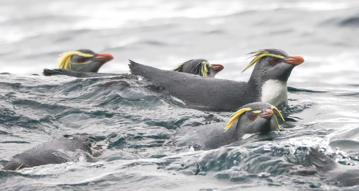 Moseley's Rockhopper Penguin - ML621548203