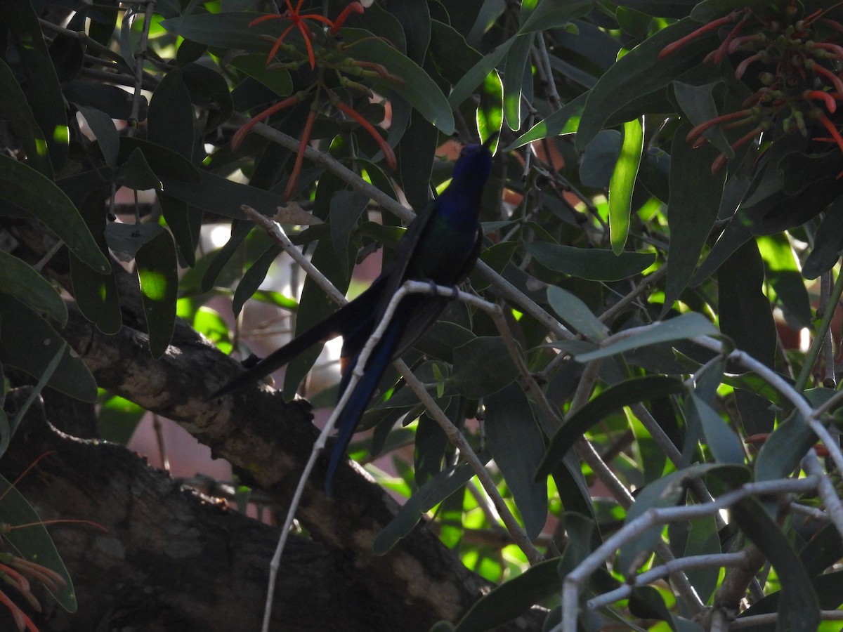 Swallow-tailed Hummingbird - ML621548224