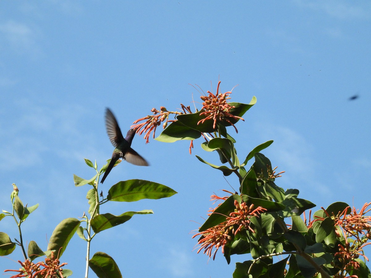 Swallow-tailed Hummingbird - ML621548249