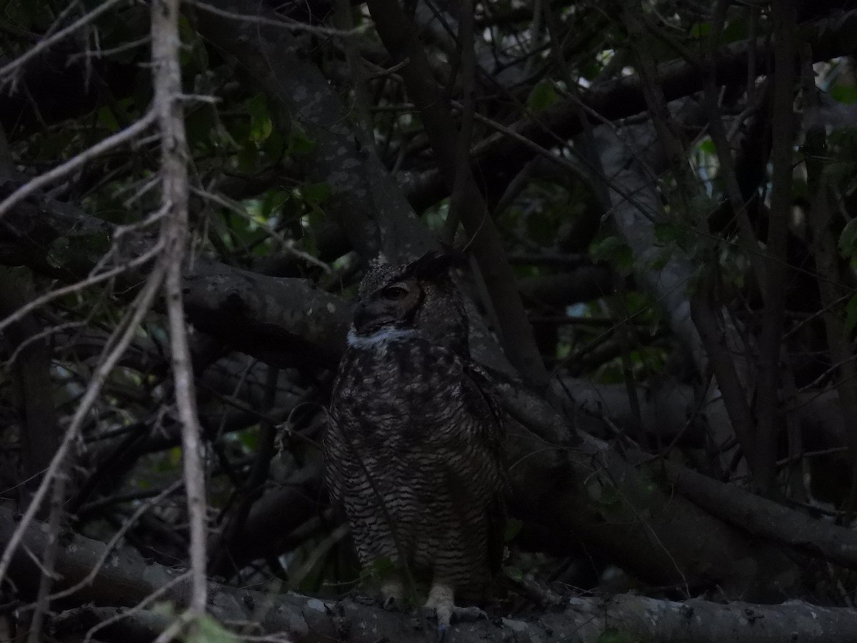 Great Horned Owl - ML621548276