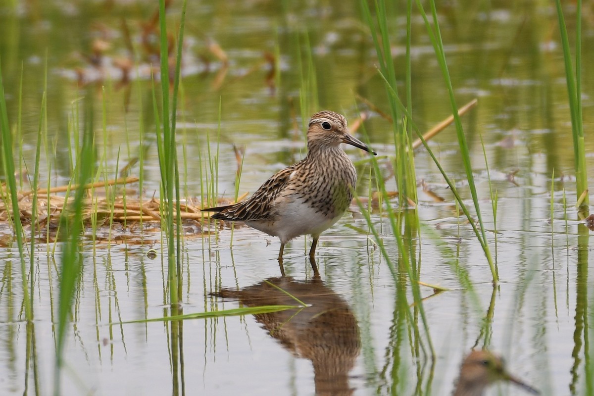 アメリカウズラシギ - ML621548308