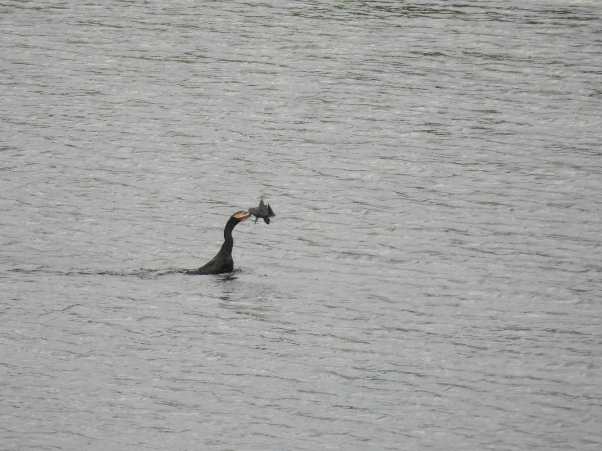 Neotropic Cormorant - ML621548353