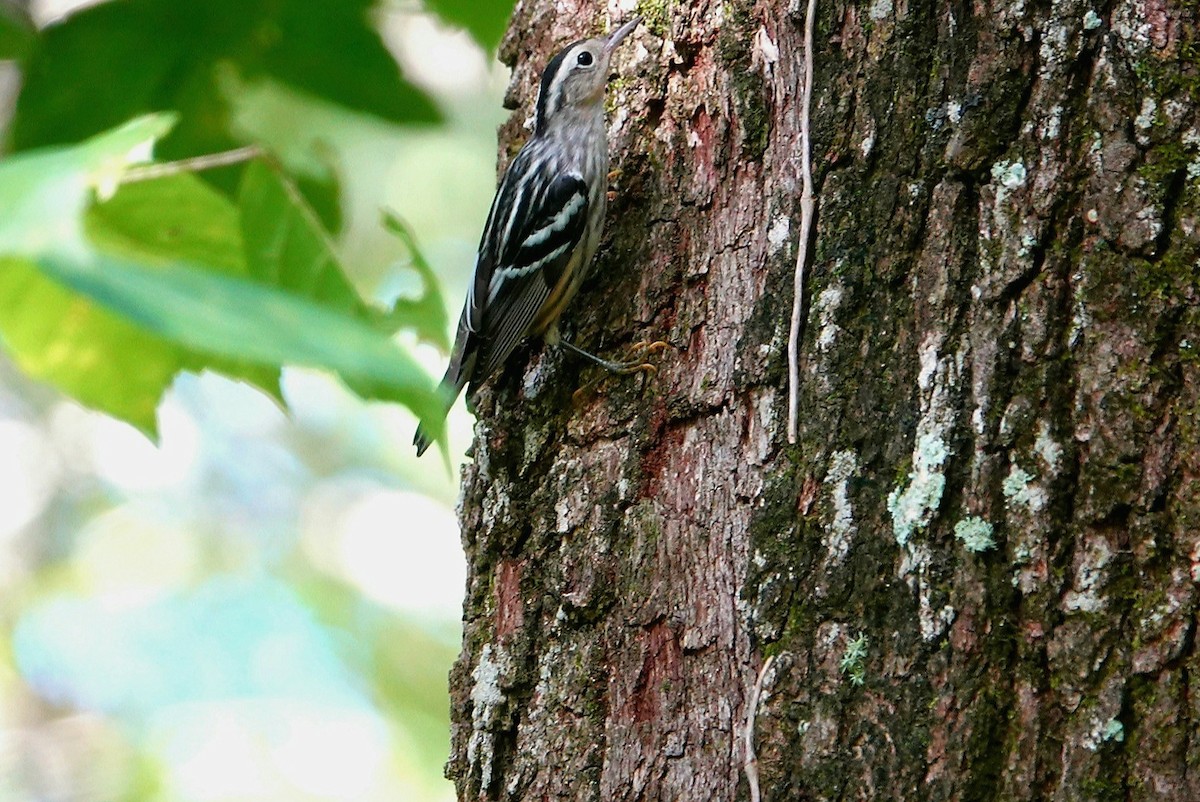 Black-and-white Warbler - ML621548367