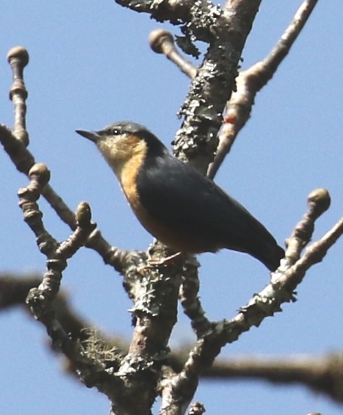 White-tailed Nuthatch - ML621548379