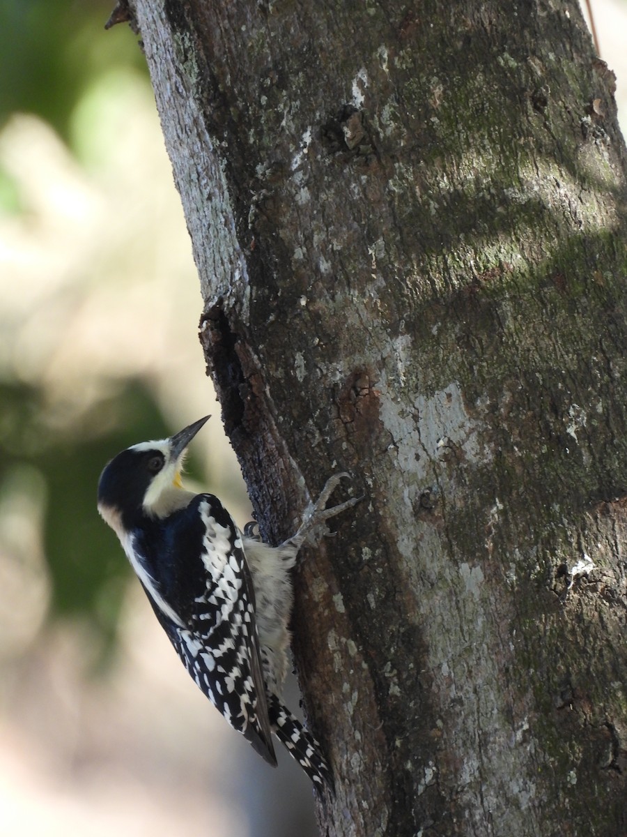 White-fronted Woodpecker - ML621548393