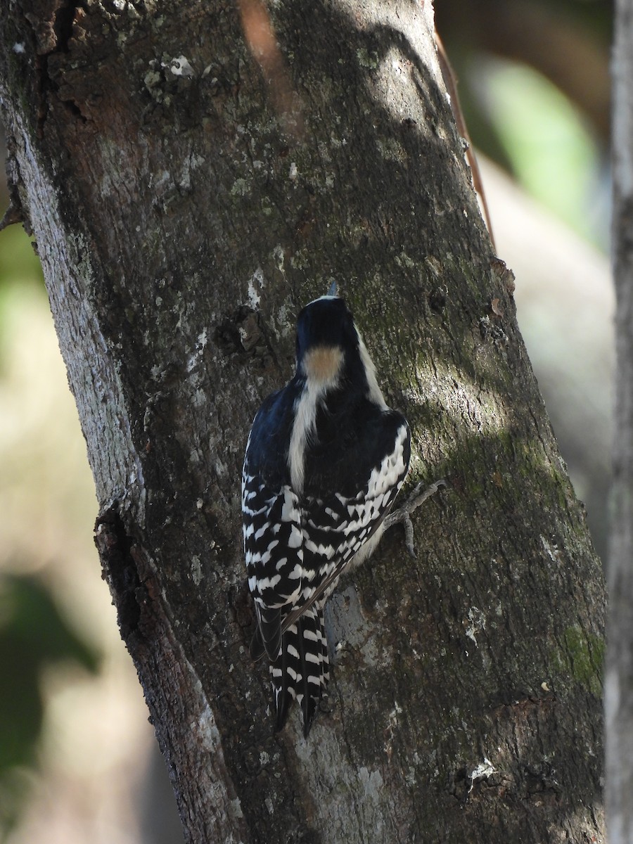 White-fronted Woodpecker - ML621548394