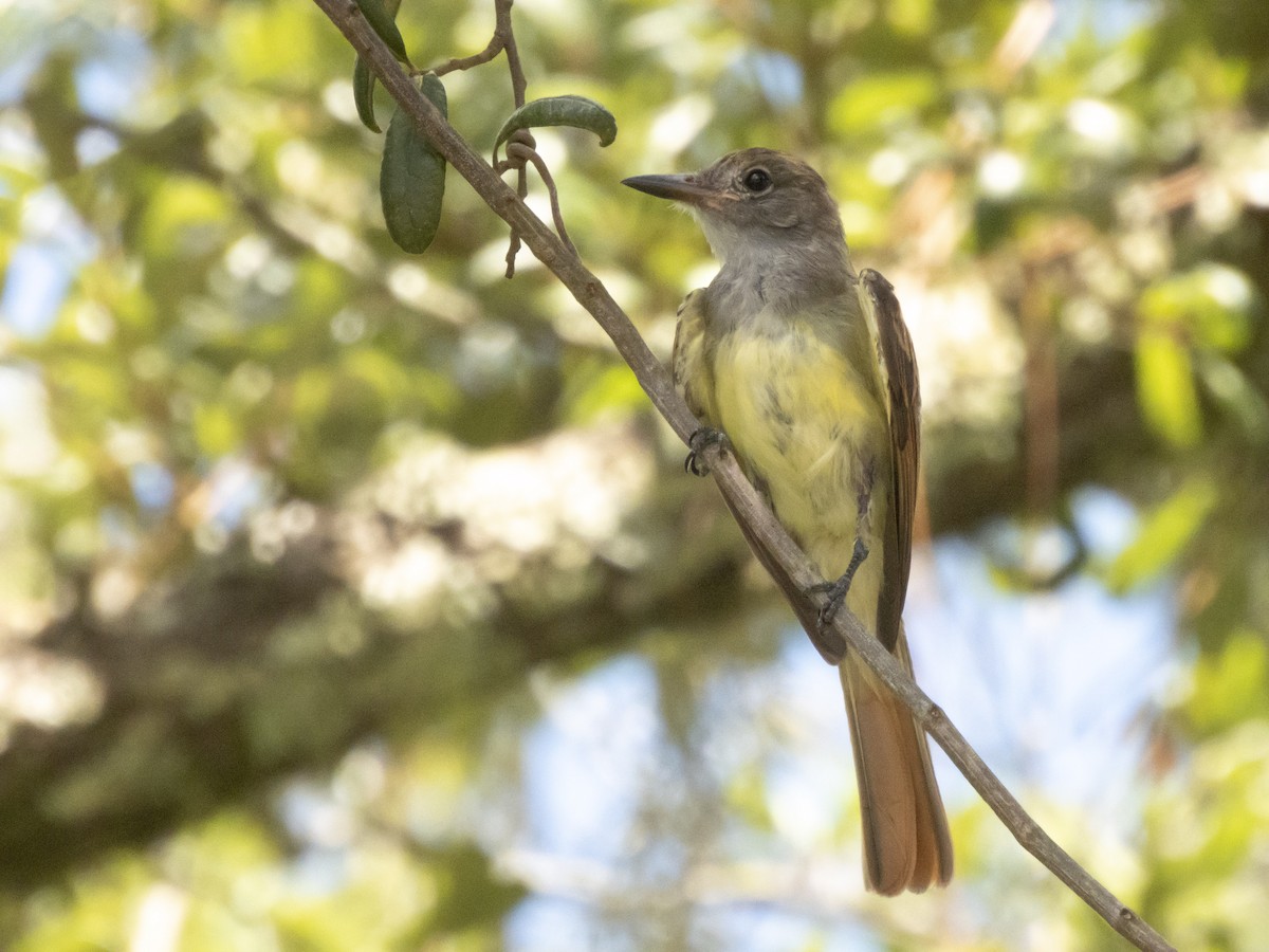 Great Crested Flycatcher - ML621548398