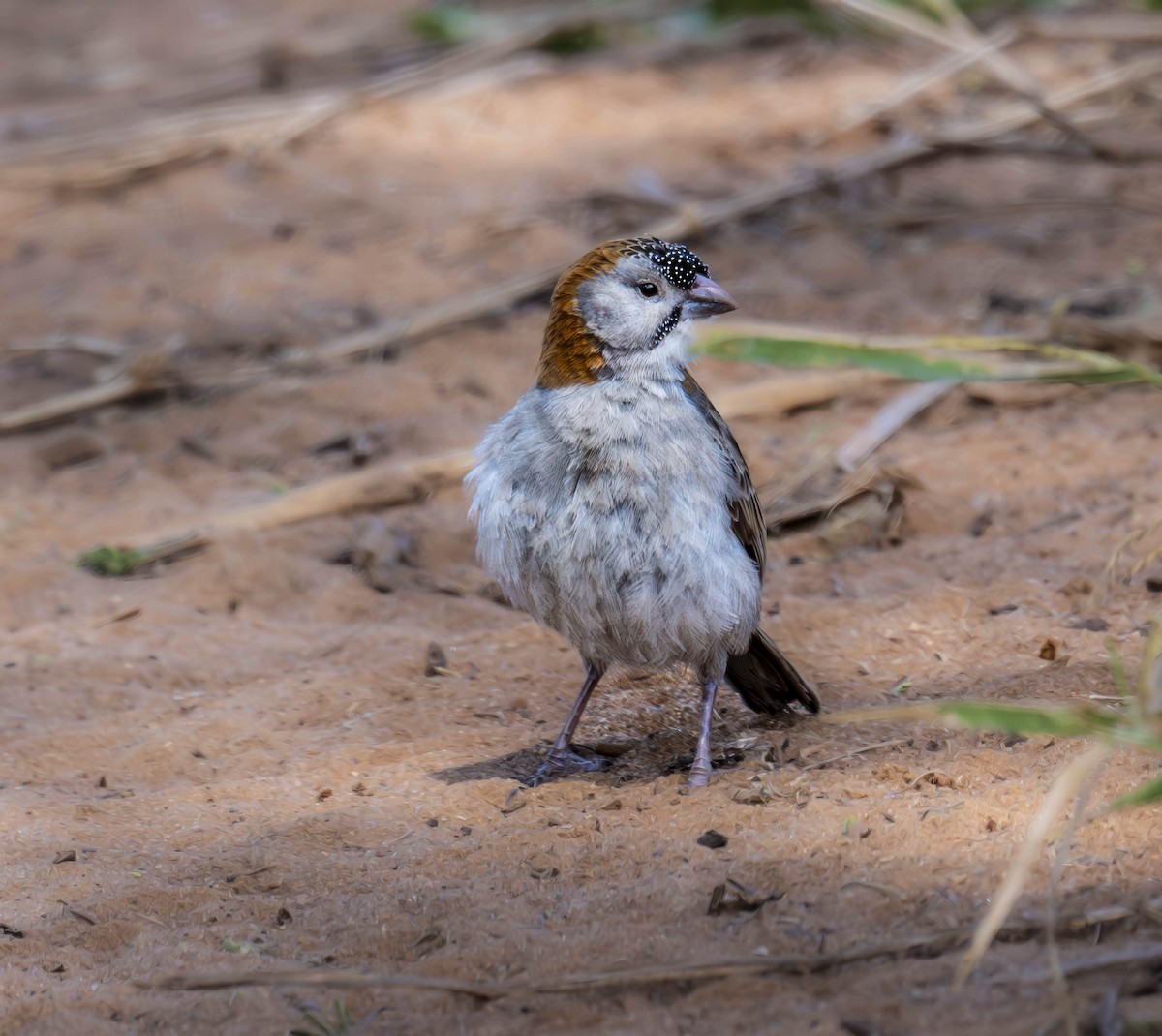 Speckle-fronted Weaver - ML621548416