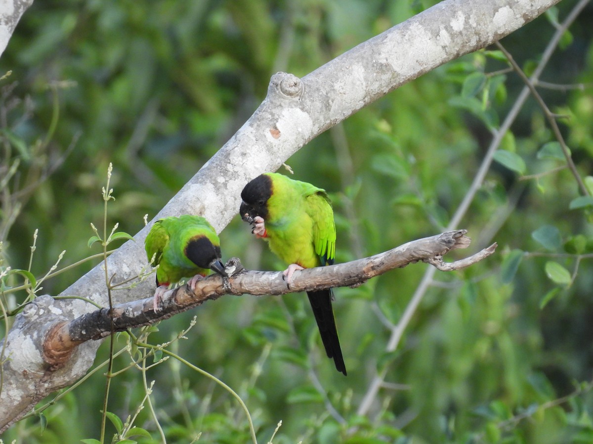 Nanday Parakeet - ML621548421