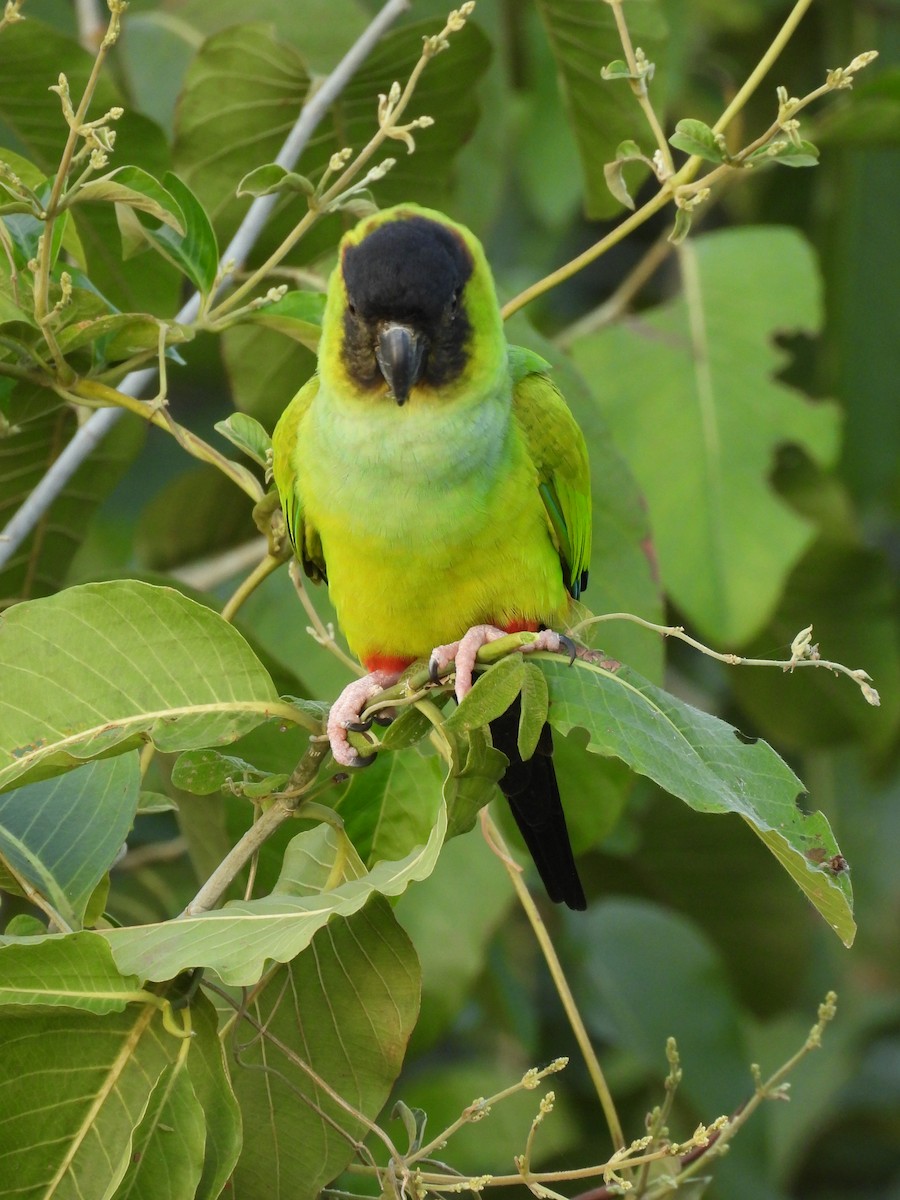 Nanday Parakeet - ML621548423