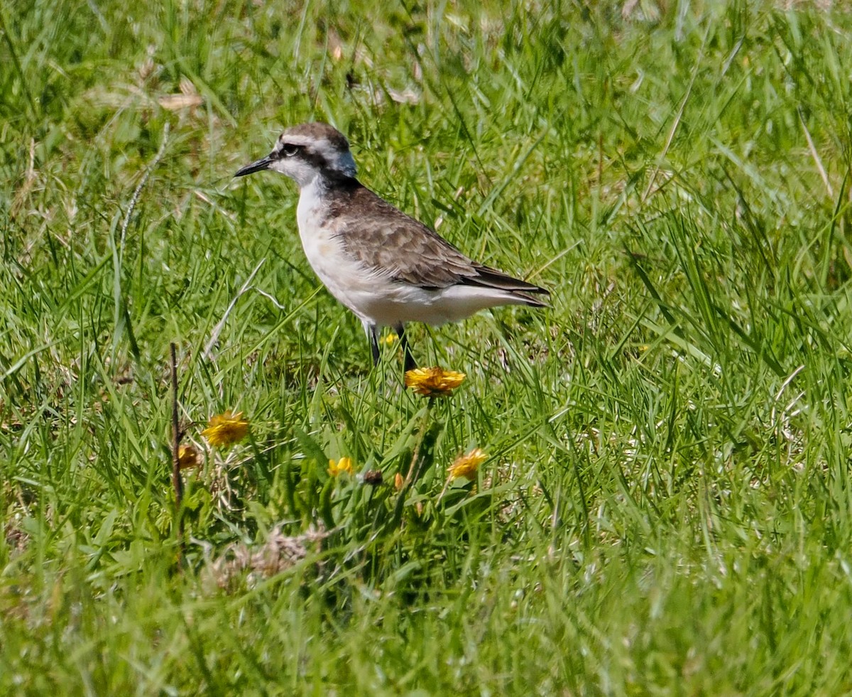 St. Helena Plover - ML621548487