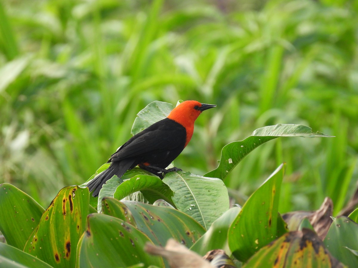 Scarlet-headed Blackbird - ML621548516