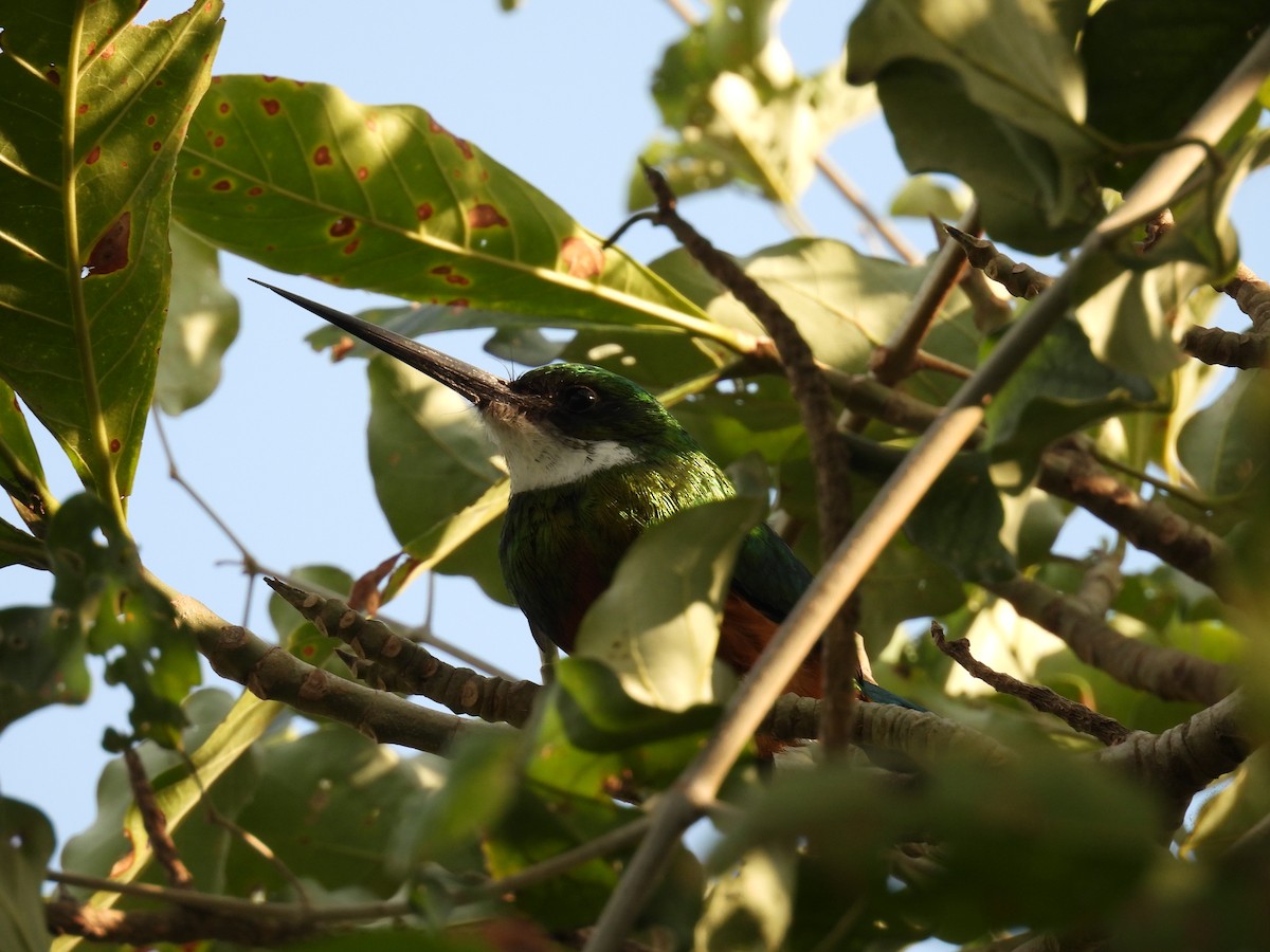 Rufous-tailed Jacamar - ML621548563