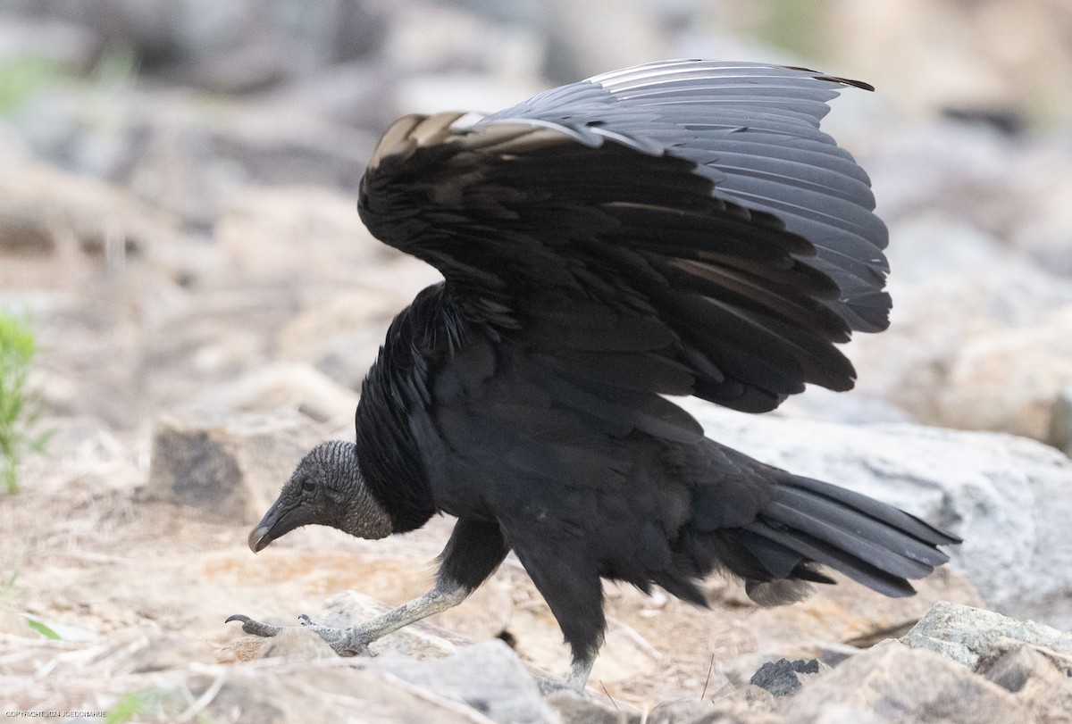 Black Vulture - ML621548587