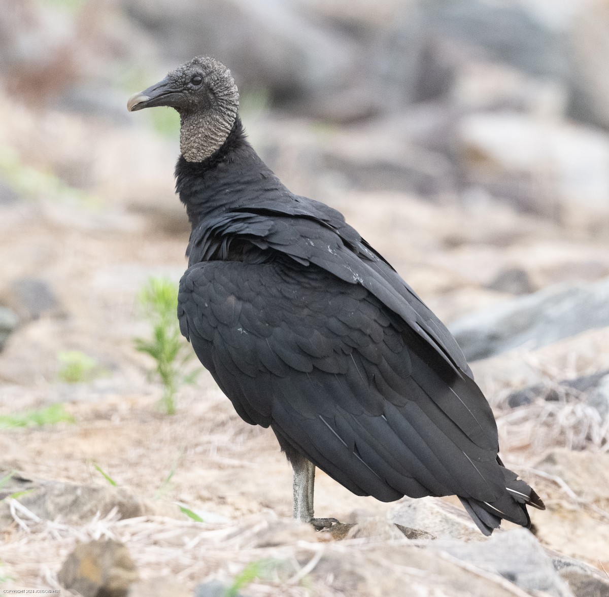 Black Vulture - ML621548589