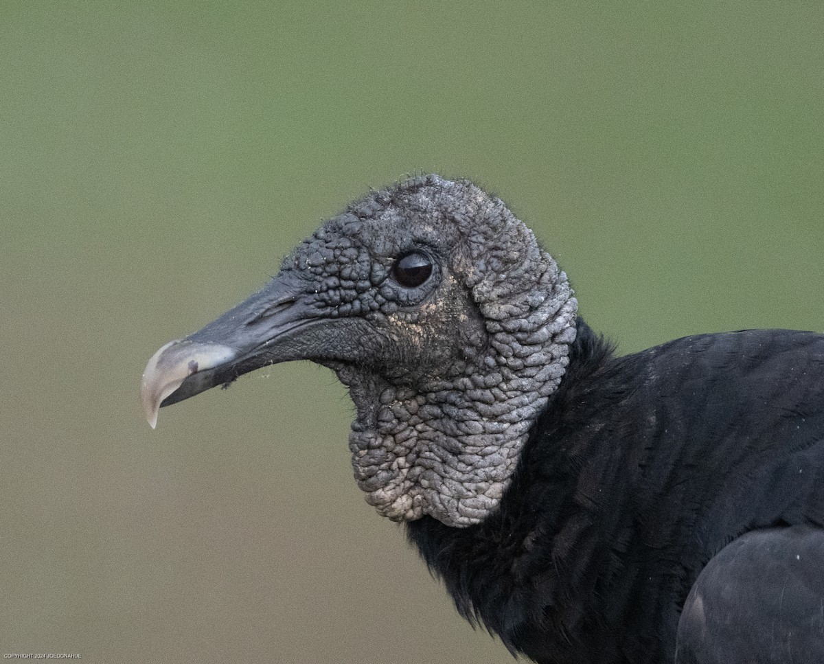 Black Vulture - ML621548591