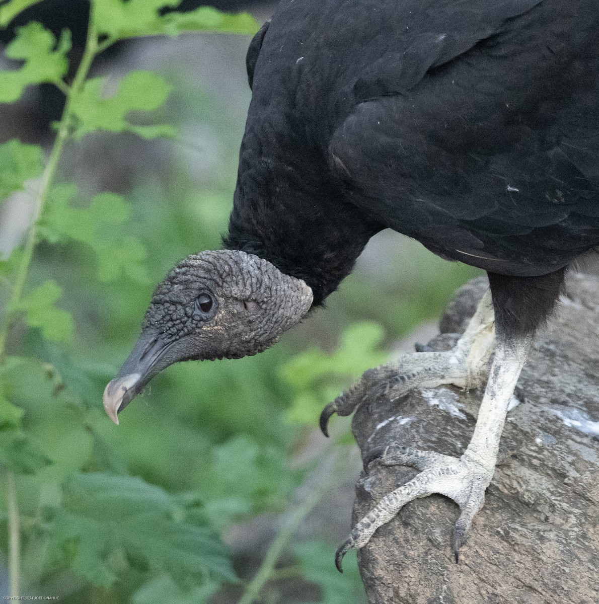 Black Vulture - ML621548593