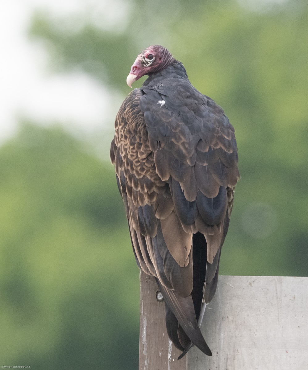 Turkey Vulture - ML621548609