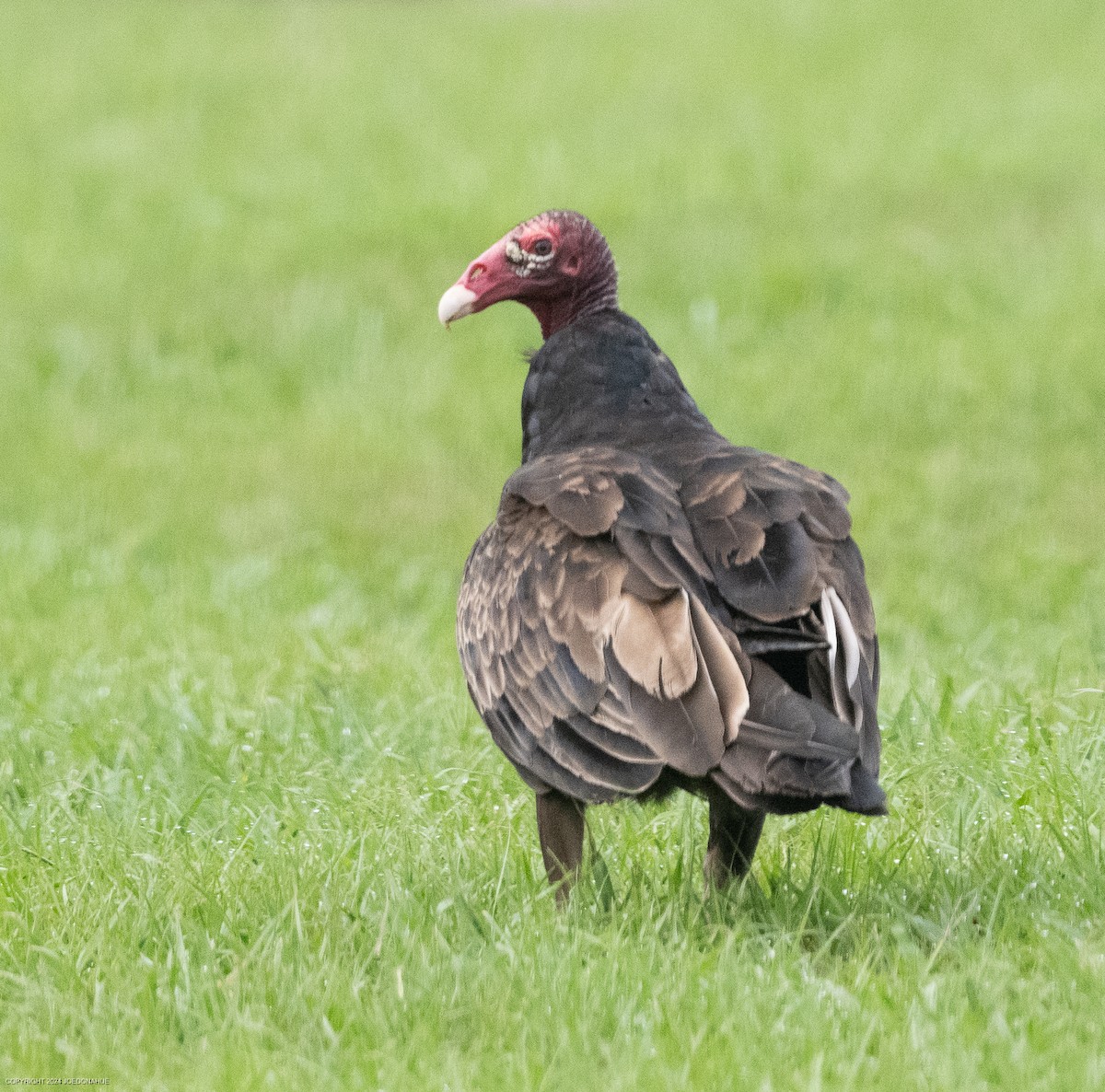 Turkey Vulture - ML621548610