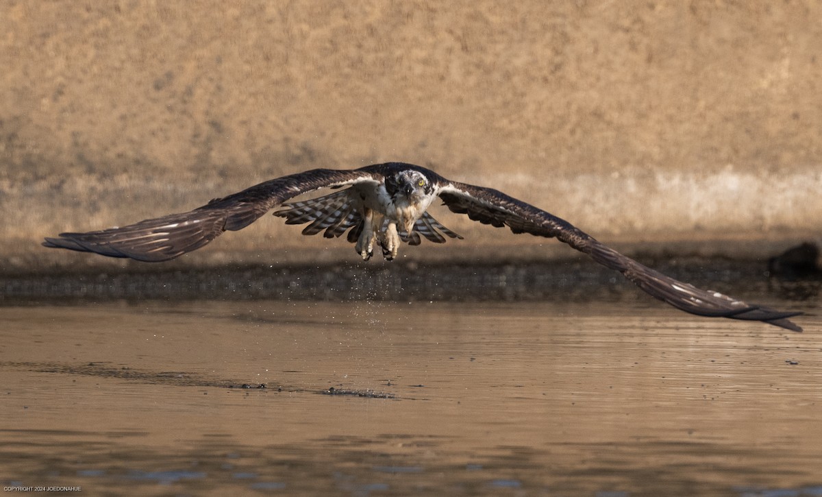 Osprey - ML621548637