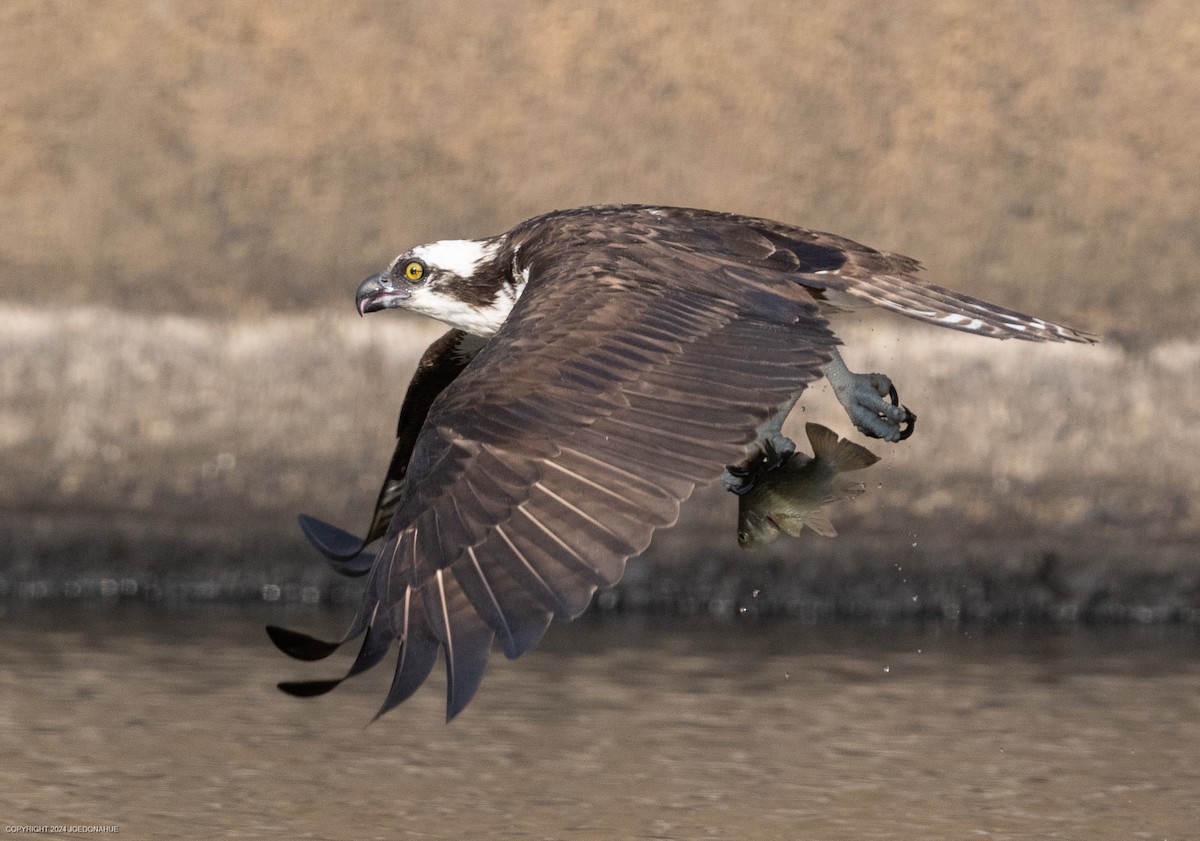 Osprey - ML621548638