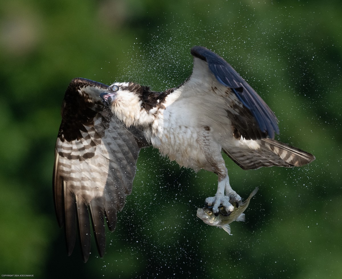 Osprey - ML621548640